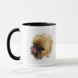 Small dog on white background, high angle view mug