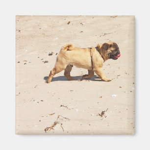 small dog pug baby playing in the summer  magnet