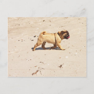 small dog pug baby playing in the summer postcard