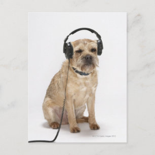 Small dog wearing headphones postcard
