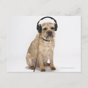 Small dog wearing headphones postcard