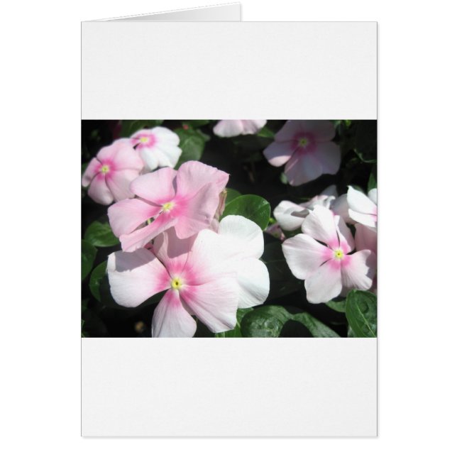 Small Flowers (Front)