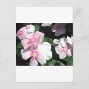 Small Flowers Postcard