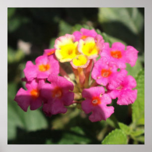 Small Flowers Poster