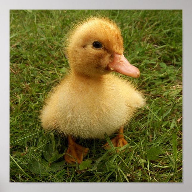 small funny birds poster (Front)