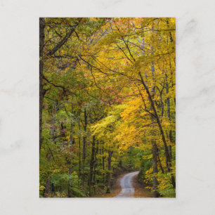 Small Gravel Road Lined With Autumn Colour Postcard