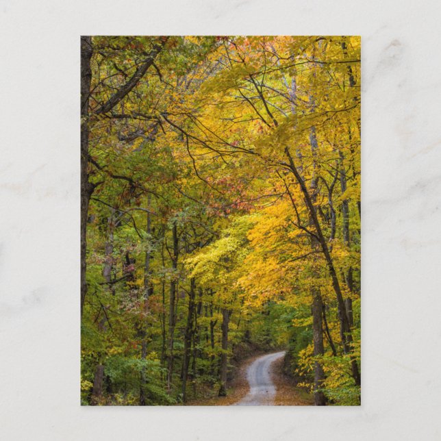 Small Gravel Road Lined With Autumn Colour Postcard (Front)