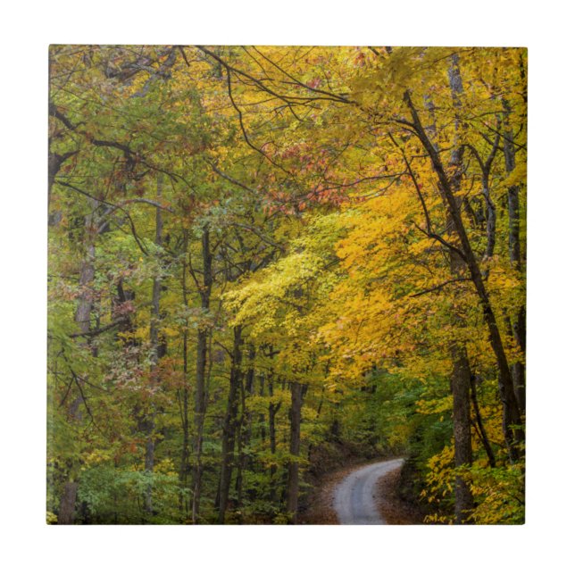 Small Gravel Road Lined With Autumn Colour Tile (Front)