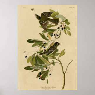 Small Green Crested Flycatcher Poster