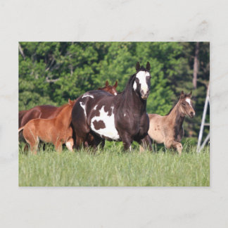 Small Group Of Horses Of Different Colours Postcard