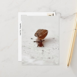 Small Journey – Snail on Light Background Postcard