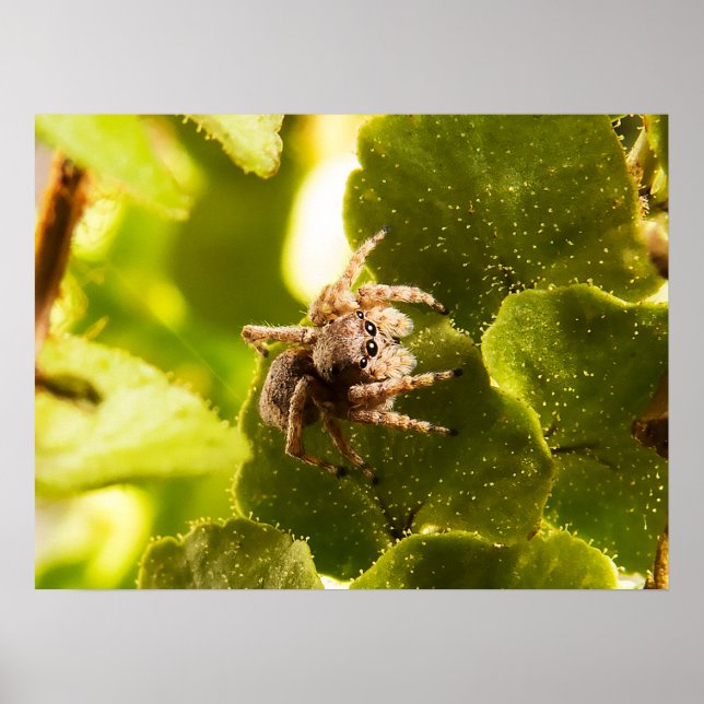 Small Jumping Spider Poster (Front)