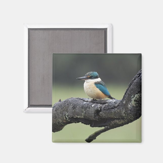 Small Kookaburra Bird Magnet (Front/Back)