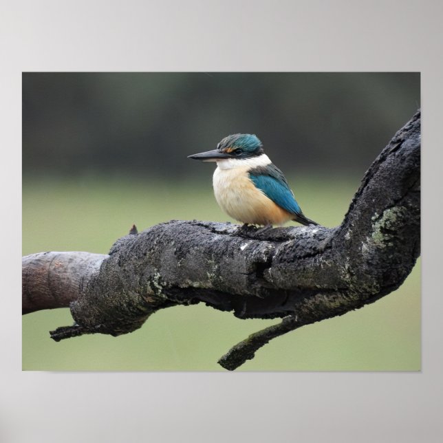 Small Kookaburra Bird Poster (Front)