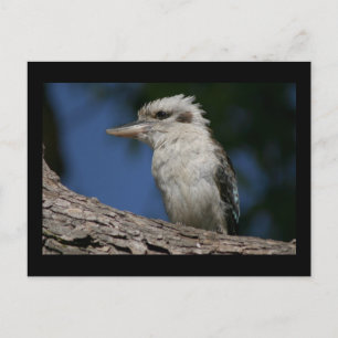 Small kookaburra postcard