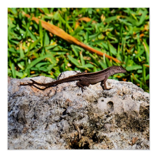 Small Lizard In The Sunlight Poster (Front)