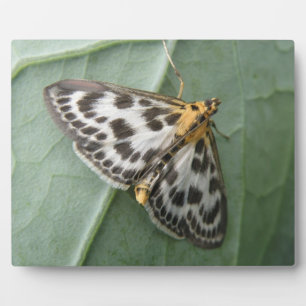 Small Magpie Moth Plaque