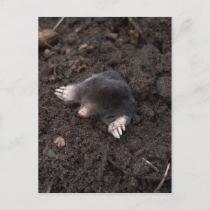 Small mole postcard