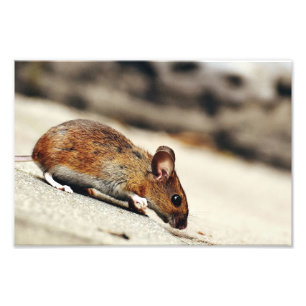 Small Mouse Photo Print