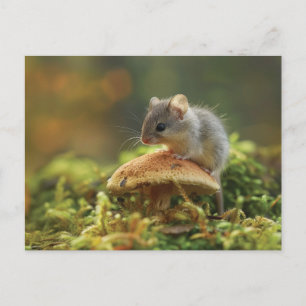 Small mouse sitting on a top of a mushroom postcard