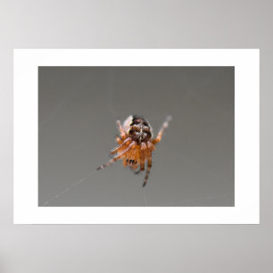 Small Orange Cute Spider Poster