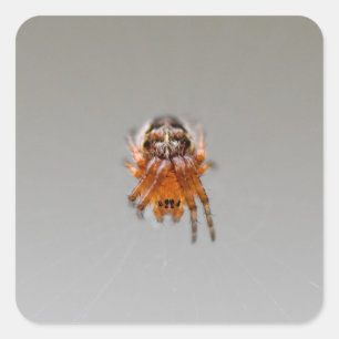 Small Orange Cute Spider  Square Sticker