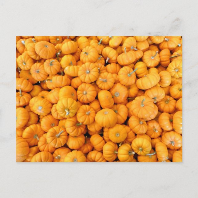 Small Orange Fall Harvest Pumpkins Postcard (Front)