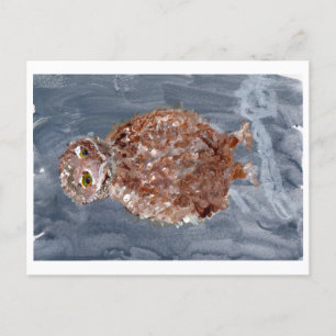 Small owl with grey background postcard