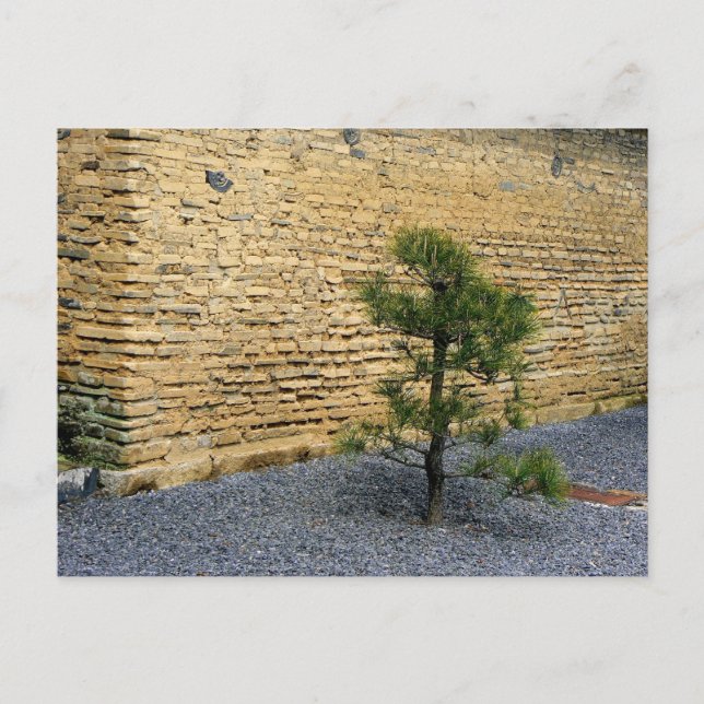 Small pine tree and earth wall postcard (Front)