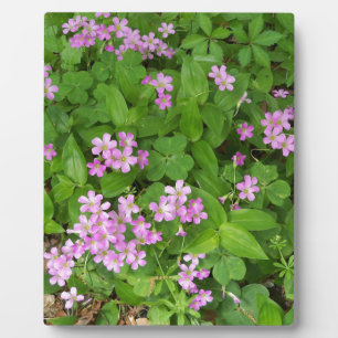 Small pink delicate wildflowers plaque
