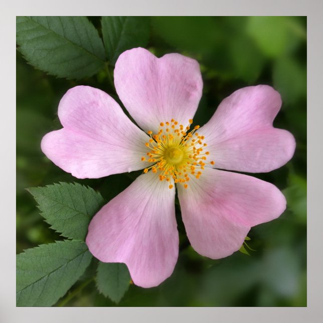 small pink flower poster (Front)