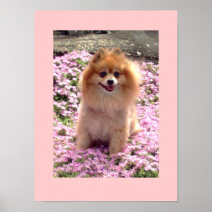 Small Poster   Marley Pomeranian Pink Flowers