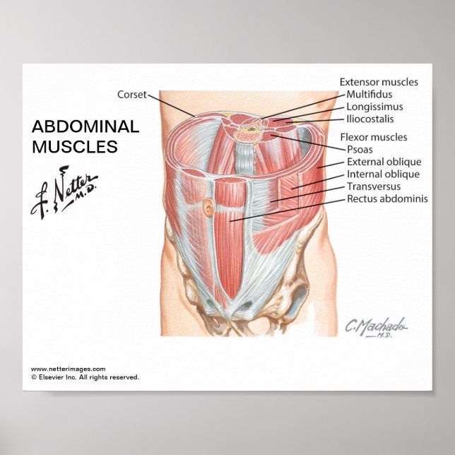 Small poster - Netter's Abdominal Muscles (Front)