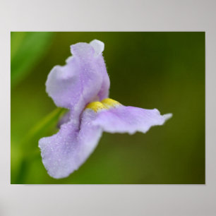 Small Purple Wild Orchid Flower Poster