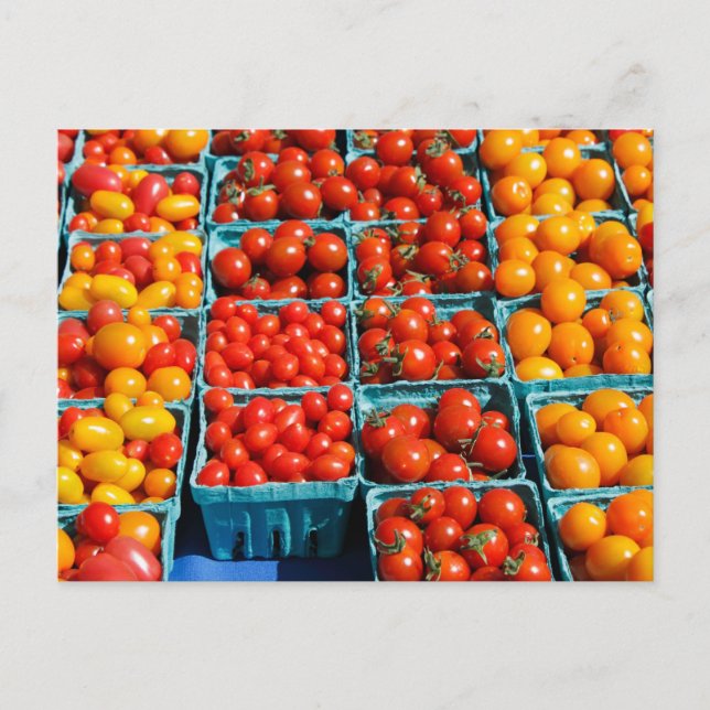 Small Red and Orange Tomatoes Postcard (Front)