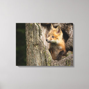 Small Red Fox in a Tree  Hollow Canvas Print