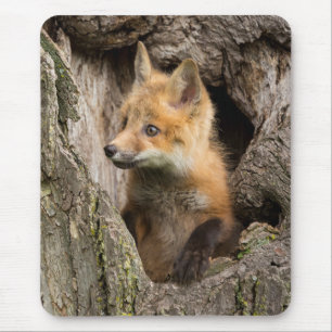 Small Red Fox in a Tree  Hollow Mouse Mat