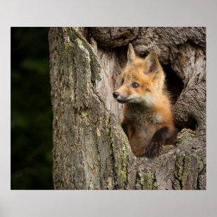 Small Red Fox in a Tree Hollow Poster