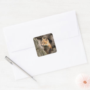 Small Red Fox in a Tree  Hollow Square Sticker