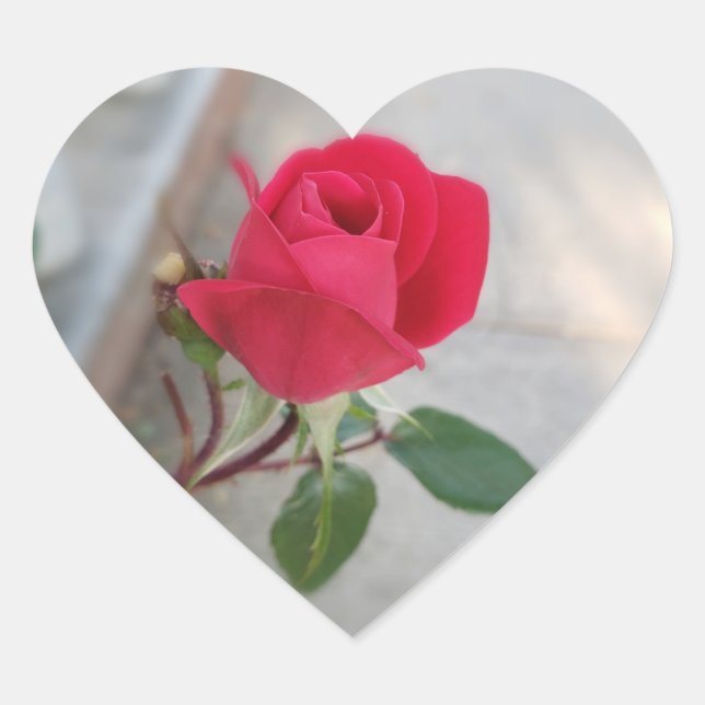 Small red rose flower on heart sticker (Front)