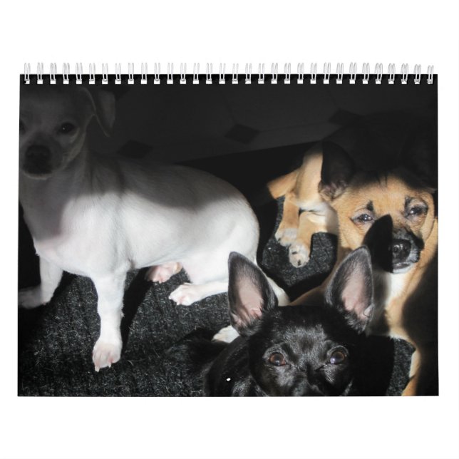 Small Rescue Dogs 12-Month Calendar (Cover)