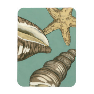 Small Shell Trio on Teal Magnet