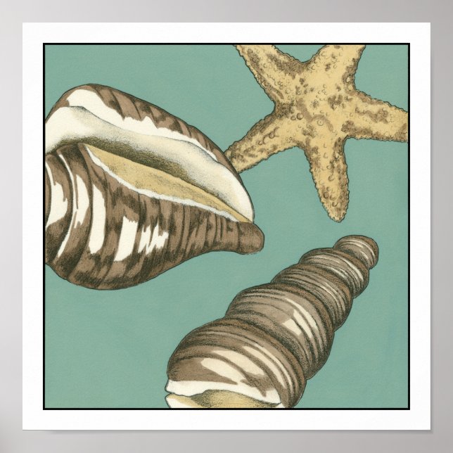 Small Shell Trio on Teal Poster (Front)