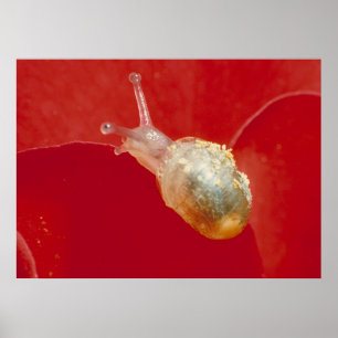 Small snail poster