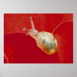 Small snail poster
