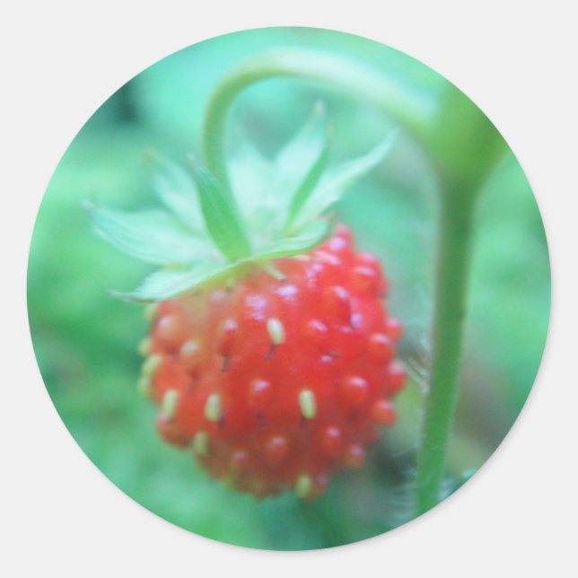 small strawberry classic round sticker (Front)