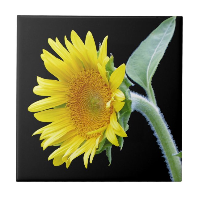 Small Sunflower Tile (Front)