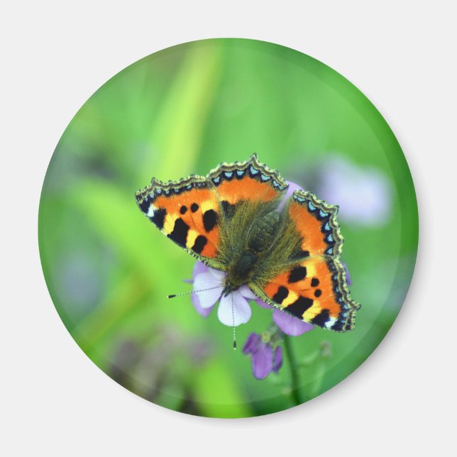 Small Tortoiseshell Butterfly  Magnet (Front)