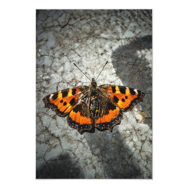 Small Tortoiseshell Butterfly  Photo Print (Front)