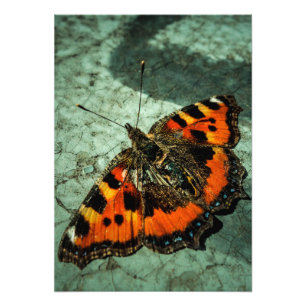 Small Tortoiseshell Butterfly Photo Print